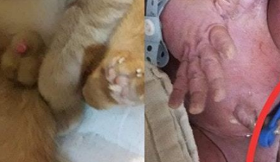 爱猫离世3年，出生儿子的胎记，却是爱猫头像，主人激动落泪 
