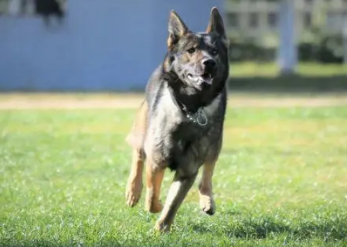 缉毒犬是怎样成功“考编”的?过程太励志! 缉毒犬是怎样成功“考编”的?过程太励志!
