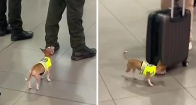 超萌小型缉毒犬在机场认真工作 获网友点赞 超萌小型缉毒犬在机场认真工作 获网友点赞