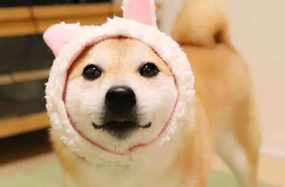 柴犬几个月才会笑