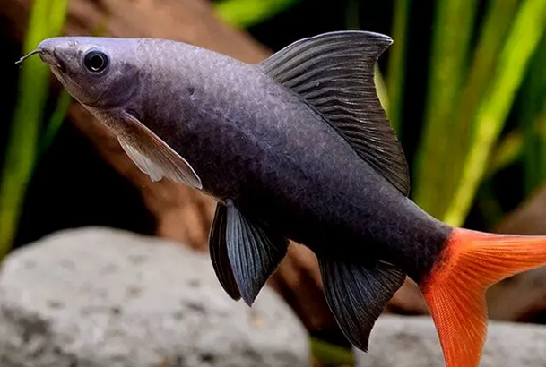 红尾黑鲨吃什么 该鱼是着名的"清扫工"