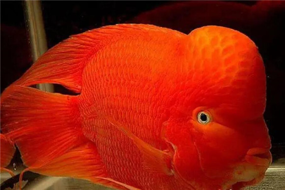 财神鱼怎样起头?掌握一定的饲养技巧 财神鱼怎样起头?掌握一定的饲养技巧