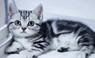 美国短毛猫的缺点