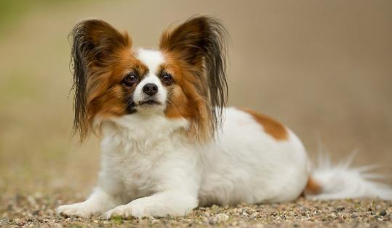 菲利犬训练技巧有哪些 菲利犬训练技巧有哪些