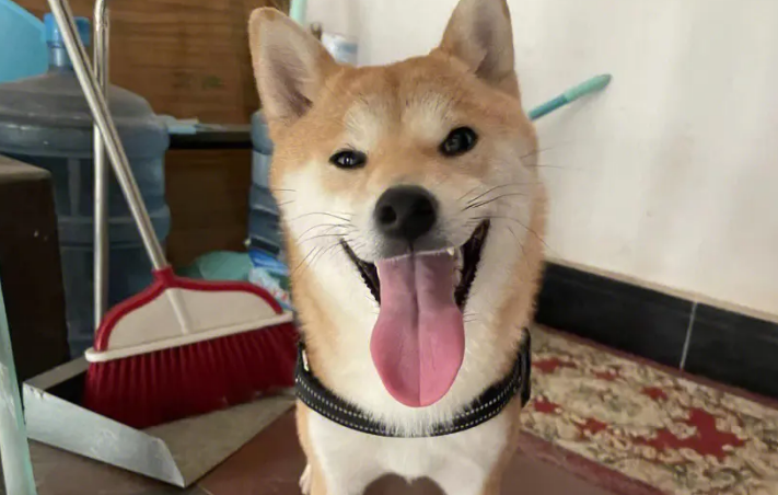 柴犬英文名字大全洋气 柴犬英文名字大全洋气