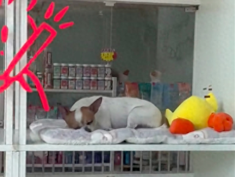 养了8年的狗寄养在宠物店，去接时被它的眼神破防了