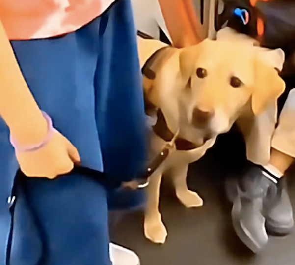 导盲犬因为没有帮主人找到座位,一脸愧疚的看着主人 导盲犬因为没有帮主人找到座位,一脸愧疚的看着主人