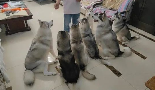 主人剪了新发型回家后，7只哈士奇的反应...哈哈哈笑喷了！