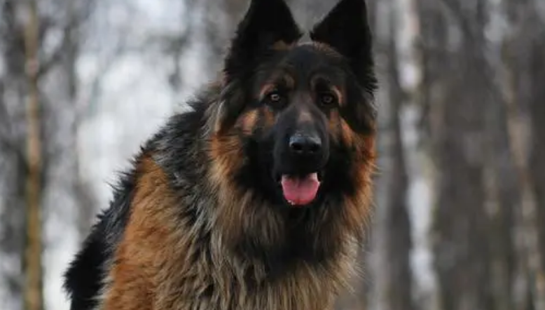 敬业的牧羊犬:双眼几乎全盲 依然每天放牧210只羊 敬业的牧羊犬:双眼几乎全盲 依然每天放牧210只羊