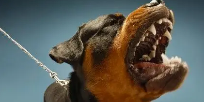 广州明文禁止饲养罗威纳犬等36种危险犬