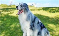 澳大利亚牧羊犬好养吗