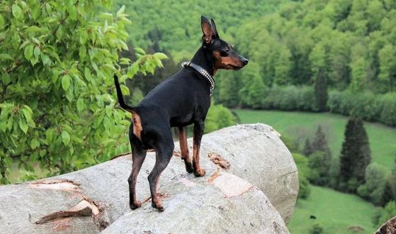 迷你宾莎犬多少钱一只