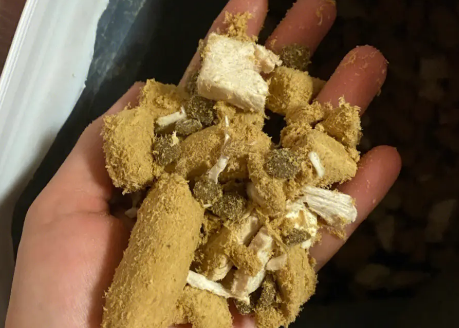 凯恩特狗粮：正确喂食方法，确保宠物健康