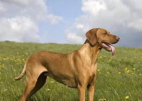 匈牙利维兹拉犬