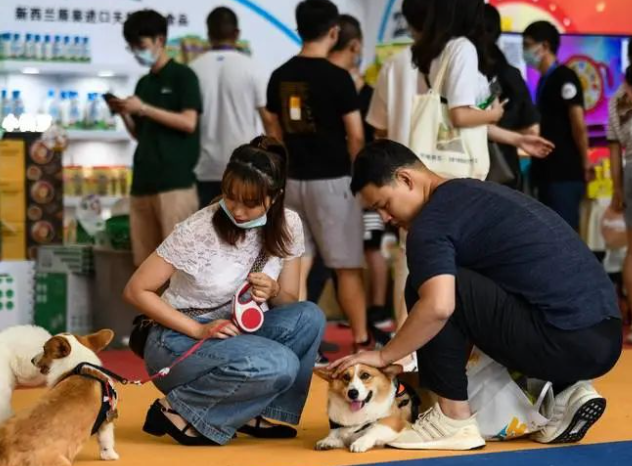 不生孩子养宠物，宠物热潮持续高涨：宠物为何成为现代家庭的新成员？