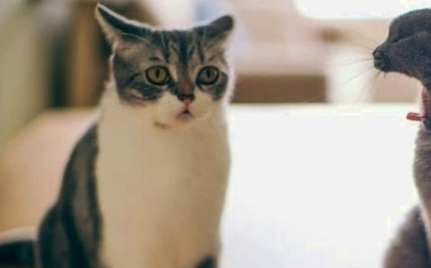 猫咪怀孕时，主子把猫咪当产妇一样悉心照料，网友：绝世好婆婆！