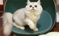 长毛猫为啥毛变短了