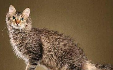 电烫卷猫外形特征 电烫卷猫外形特征
