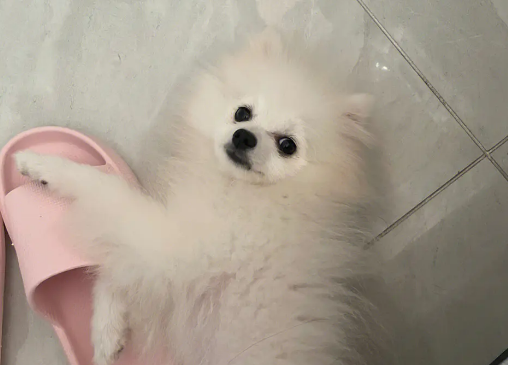 博美晚上单独睡会怕吗 博美晚上单独睡会怕吗