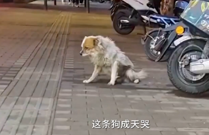 主人去世,哈士奇在墓碑前哭到抽搐,正当感动时… 主人去世,哈士奇在墓碑前哭到抽搐,正当感动时…