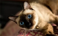 猫的脸为什么黑呢