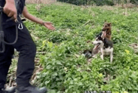 哈士奇成最不正经警犬,工作过程太欢乐哈哈!但结局有刀… 哈士奇成最不正经警犬,工作过程太欢乐哈哈!但结局有刀…