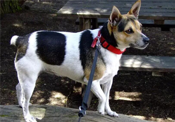 捕鼠梗犬好养吗,该犬的饲养难度是不大的 捕鼠梗犬好养吗,该犬的饲养难度是不大的