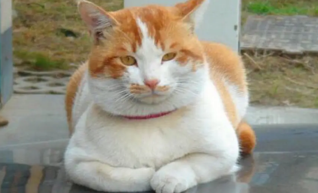 斯可可猫的食物禁忌 斯可可猫喂食要求