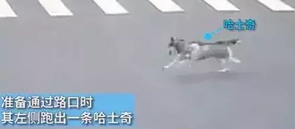 二哈一个自由奔跑,让主人赔了三万多! 二哈一个自由奔跑,让主人赔了三万多!