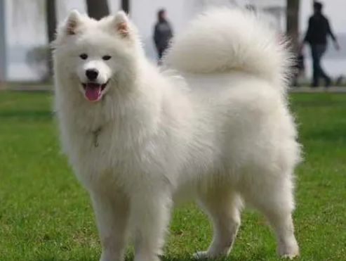 爱斯基摩犬喂养 最好不要只喂单一的食物