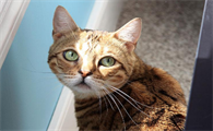 孟加拉猫的性格怎样