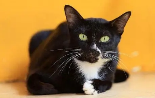 曼岛无尾猫，性格酷似狗狗，而且还没有尾巴！