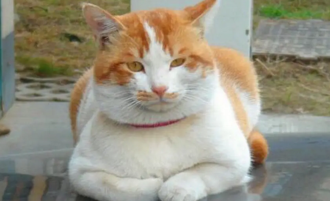 怎么训练斯可可猫不乱抓家具? 怎么训练斯可可猫不乱抓家具?