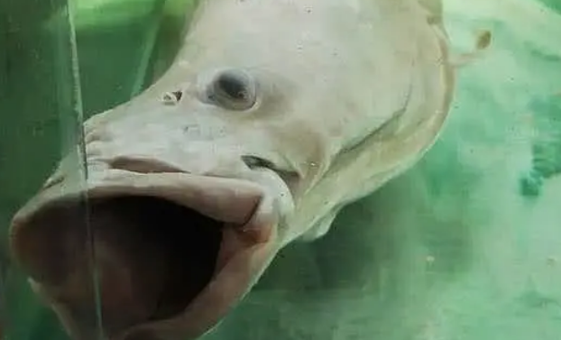 曾经的水老虎鯮鱼，为何不如它的鱤鱼兄弟好命？