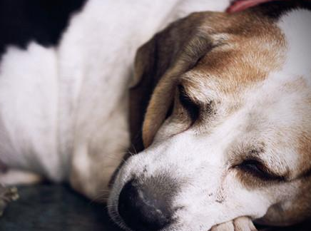 犬瘟热简单治疗方法