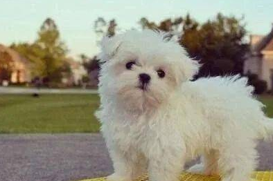 宠物犬到家一天就生病死亡,怎么赔? 宠物犬到家一天就生病死亡,怎么赔?