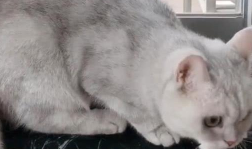 自家猫总盯着外面看,主人好奇看了一下,原来是看上对面的猫了 自家猫总盯着外面看,主人好奇看了一下,原来是看上对面的猫了