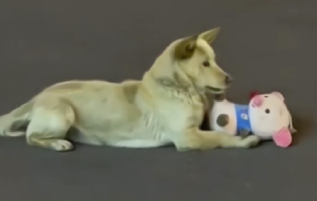 一只流浪狗在马路上玩,叼着一个玩具猪来回看,多渴望有个人陪它 一只流浪狗在马路上玩,叼着一个玩具猪来回看,多渴望有个人陪它