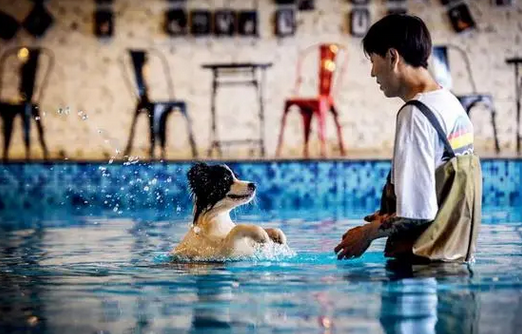 人们正在用宠物取代孩子，宠物为什么这么火