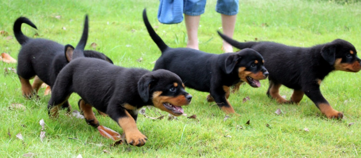 罗威纳犬和马犬哪个更适合家养