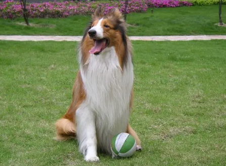 粗毛柯利犬粘人程度？该犬是比较粘人的