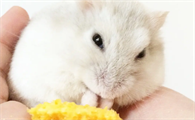 奶茶仓鼠能活多长时间 一般寿命两到三年左右