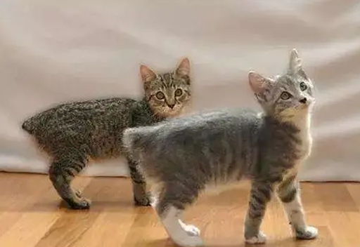 曼岛无尾猫吃什么比较好? 不知道的来瞧瞧 曼岛无尾猫吃什么比较好? 不知道的来瞧瞧