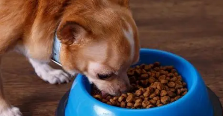 班顿宠物食品怎么样？