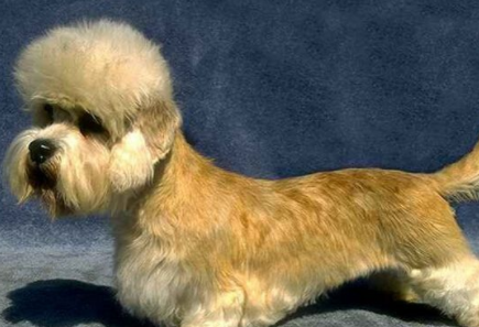 丹迪丁蒙梗的性格 梗类犬多数聪明活泼 丹迪丁蒙梗的性格 梗类犬多数聪明活泼
