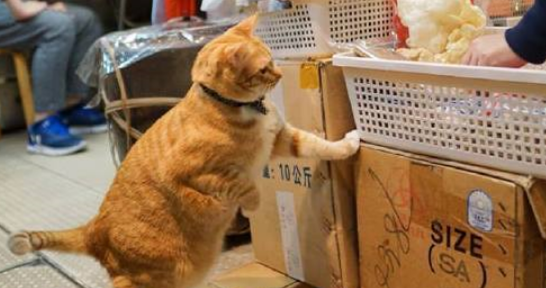 超市遇到暴脾气的“猫老板”，不买不许碰东西，猫咪挥爪护食萌翻 