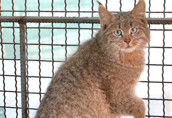 青海出现“怪猫”,体型较大,耳朵上长黑毛,进村咬死了上百只鸡 青海出现“怪猫”,体型较大,耳朵上长黑毛,进村咬死了上百只鸡