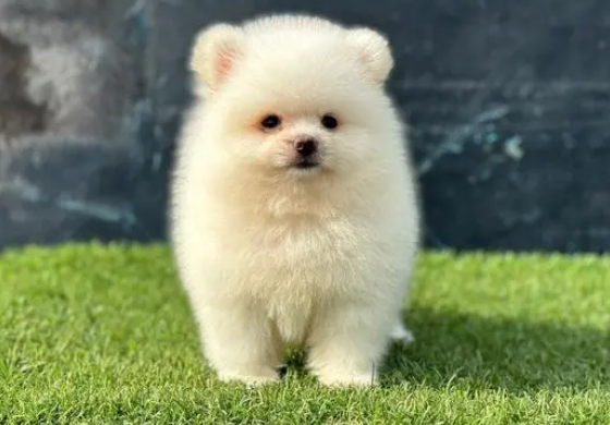 博美犬的优缺点性格