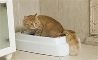 猫为什么尿不出来