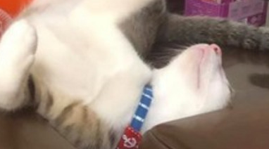 流浪猫在茶几上睡到“变形”,女主人傻眼:你才来家里几天? 流浪猫在茶几上睡到“变形”,女主人傻眼:你才来家里几天?